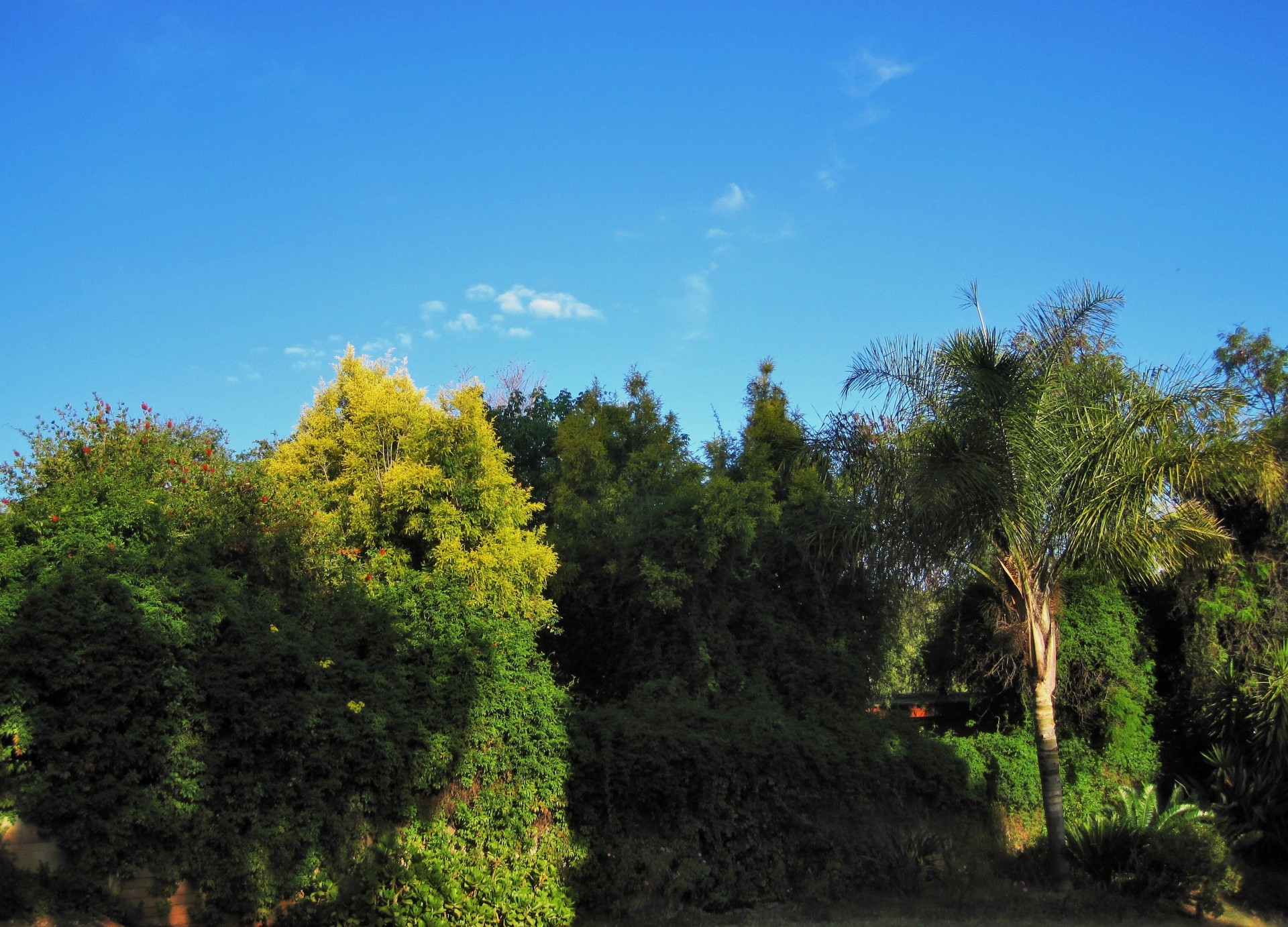 garden green trees free photo