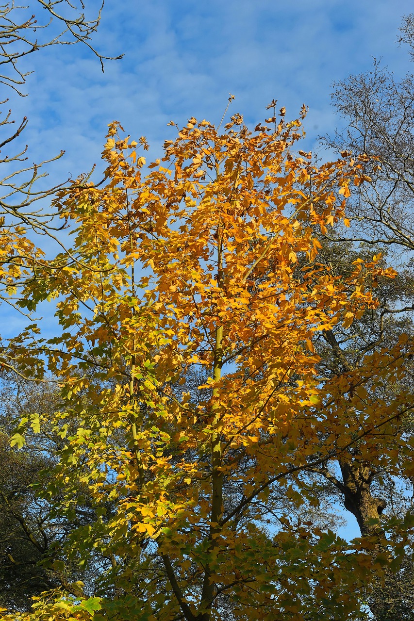 late autumn chestnut tree colorful free photo