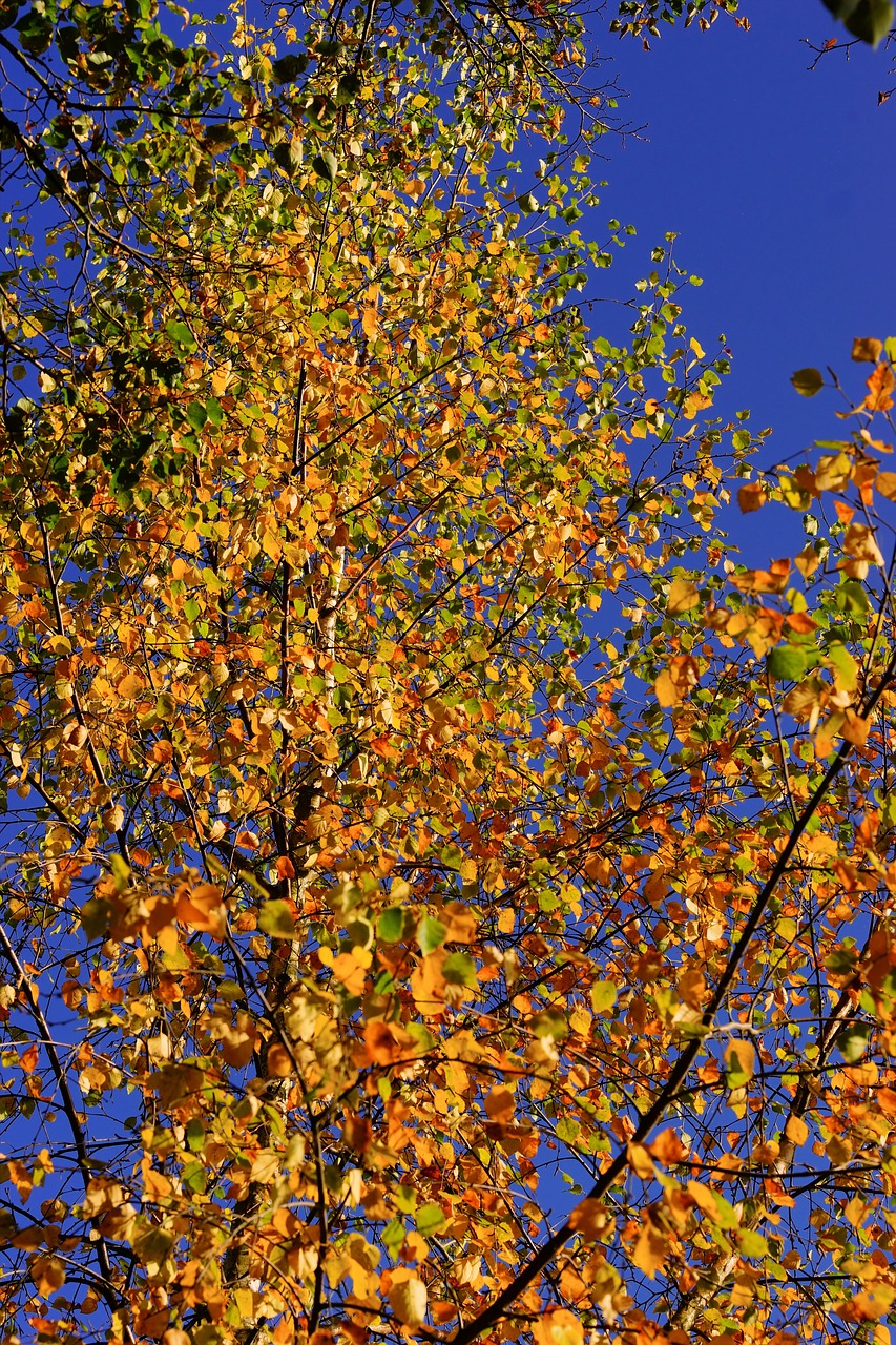 late autumn birch leaves free photo