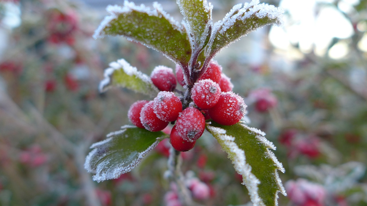 late autumn ripe hoarfrost free photo