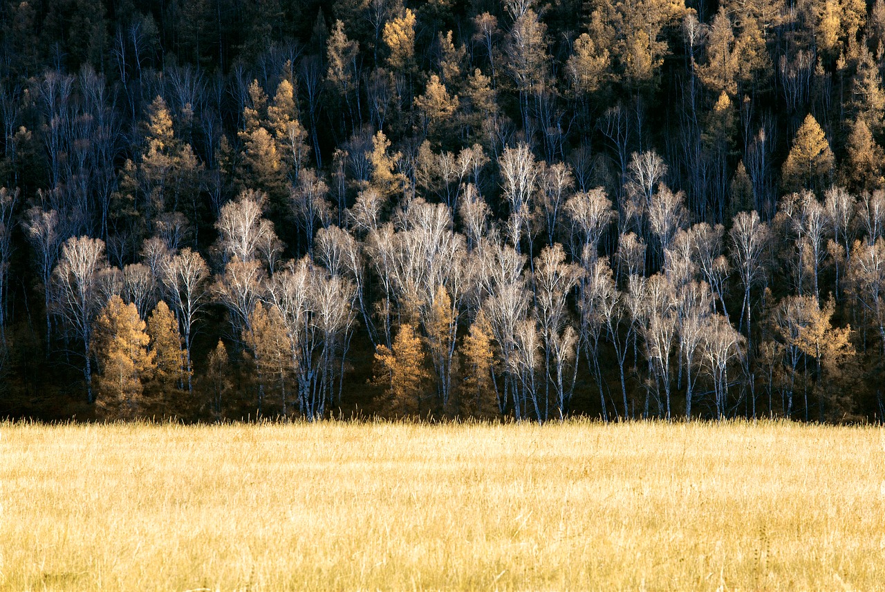 late autumn forest meadow free photo