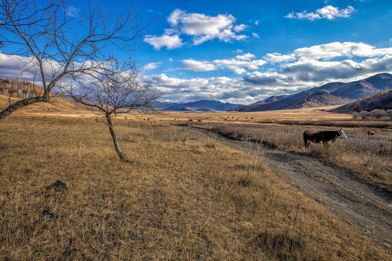 late autumn meadow cow free photo