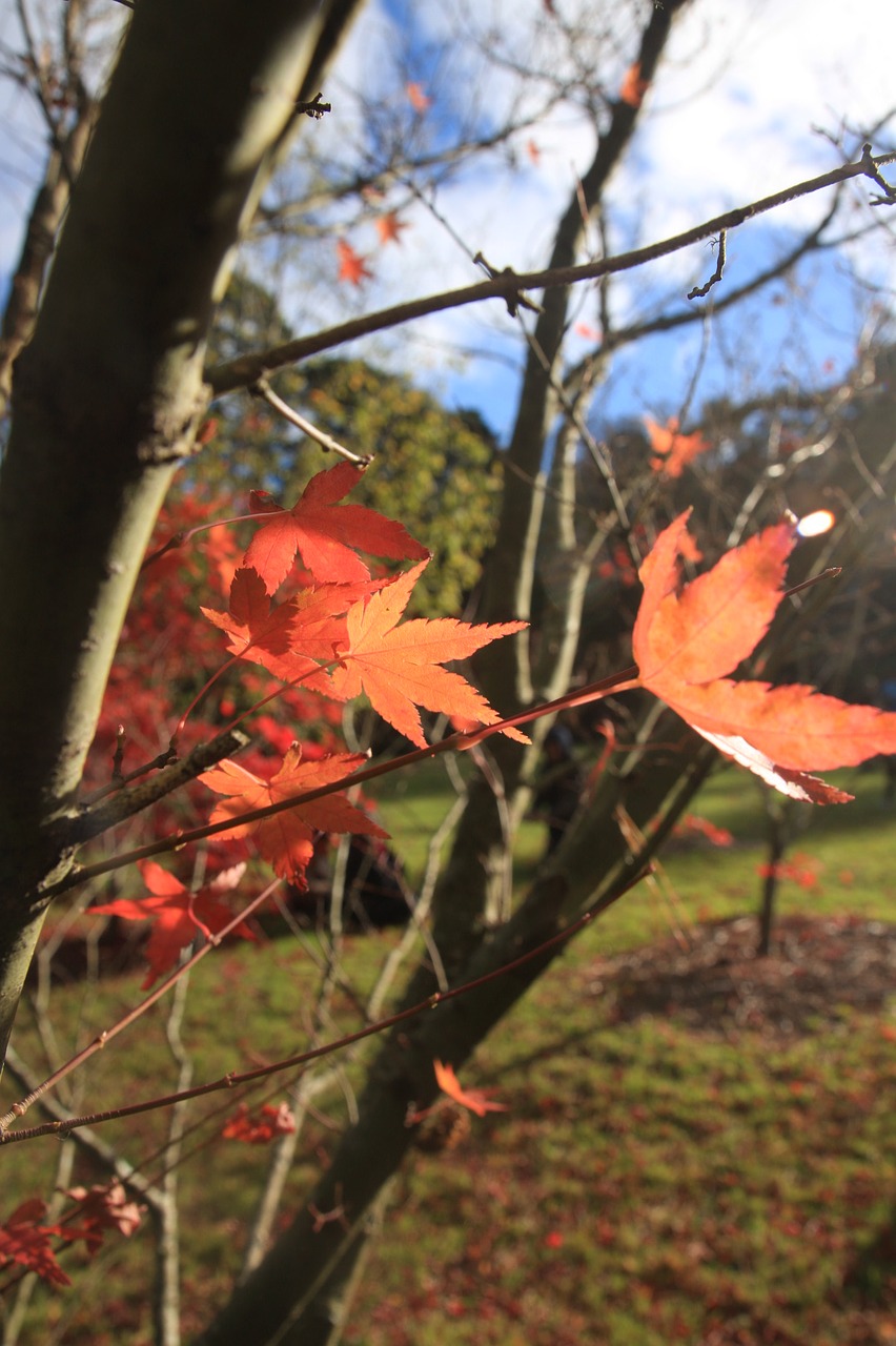 late autumn blue mountain maple free photo