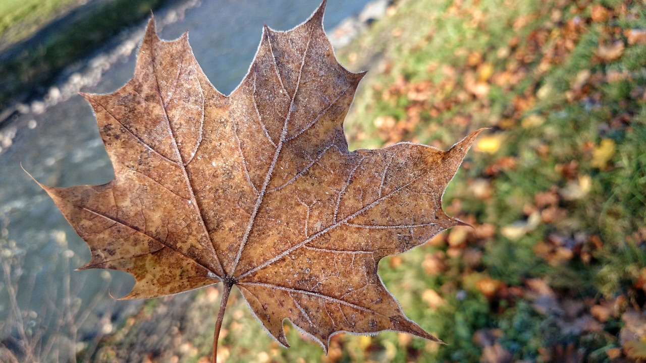 late autumn maple leaf the background free photo