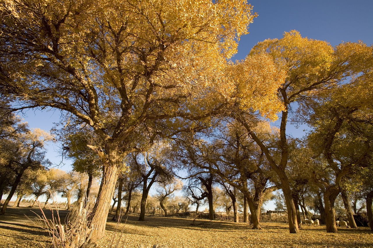 late autumn poplar desert free photo