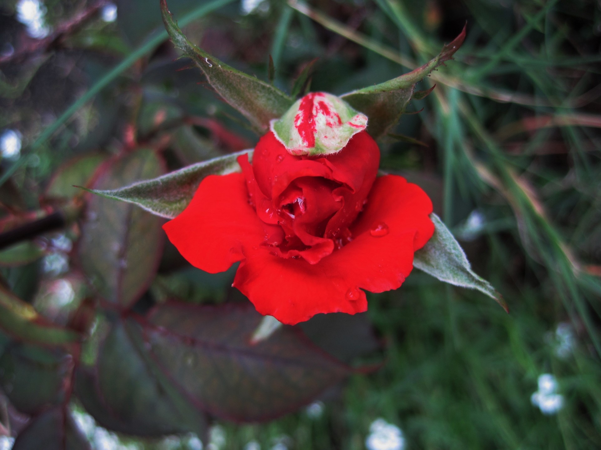 flower rose red free photo