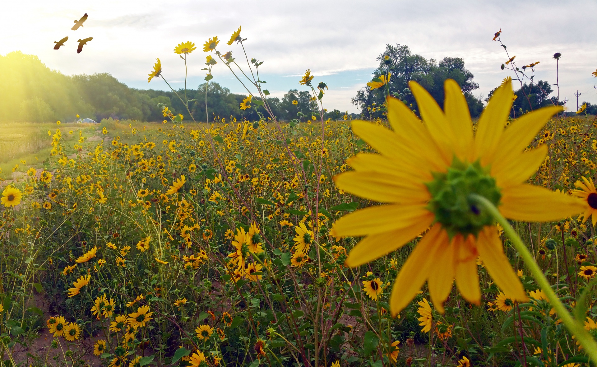 rural sunflowers wild flowers free photo