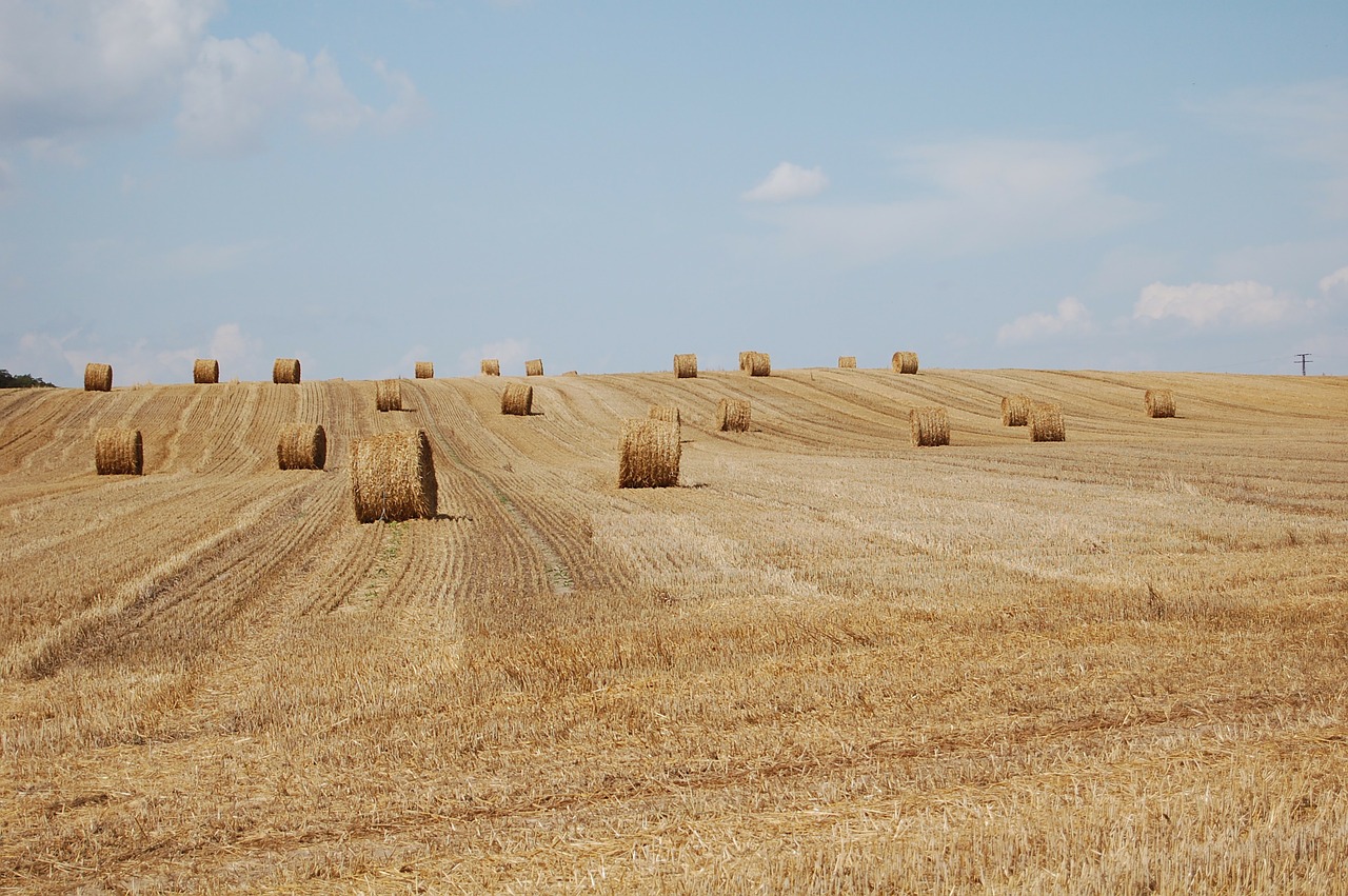 late summer harvest hay bales free photo