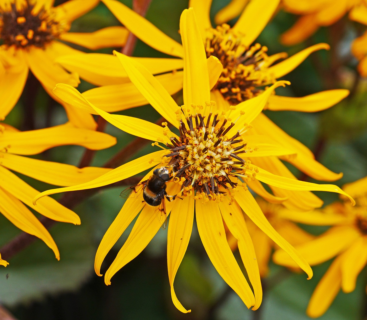 late summer flowers hummel free photo