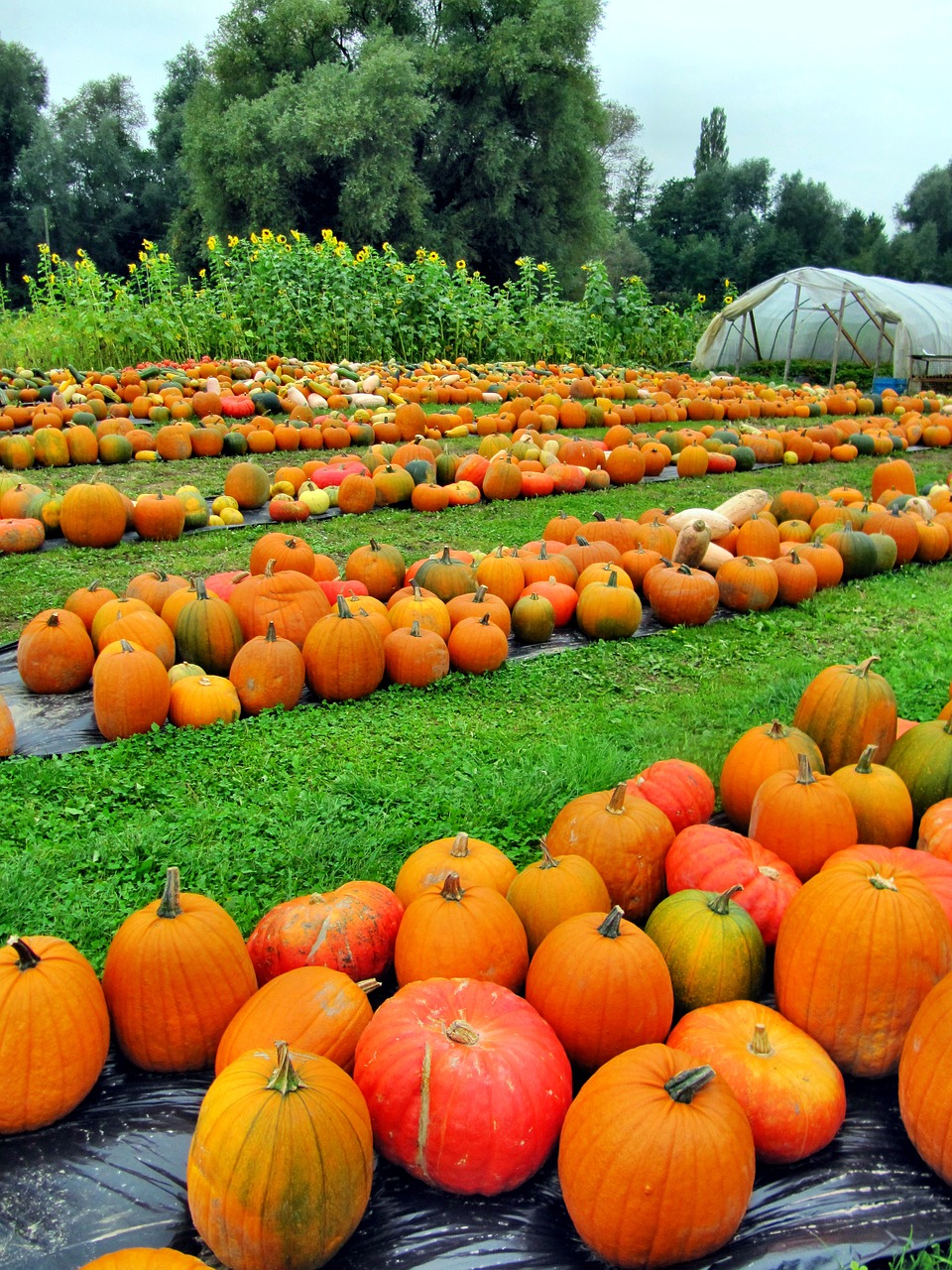 late summer autumn nature free photo