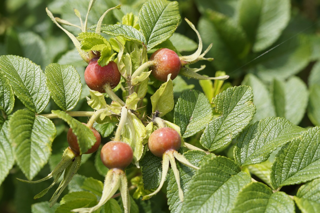 late summer rose hip wild rose free photo