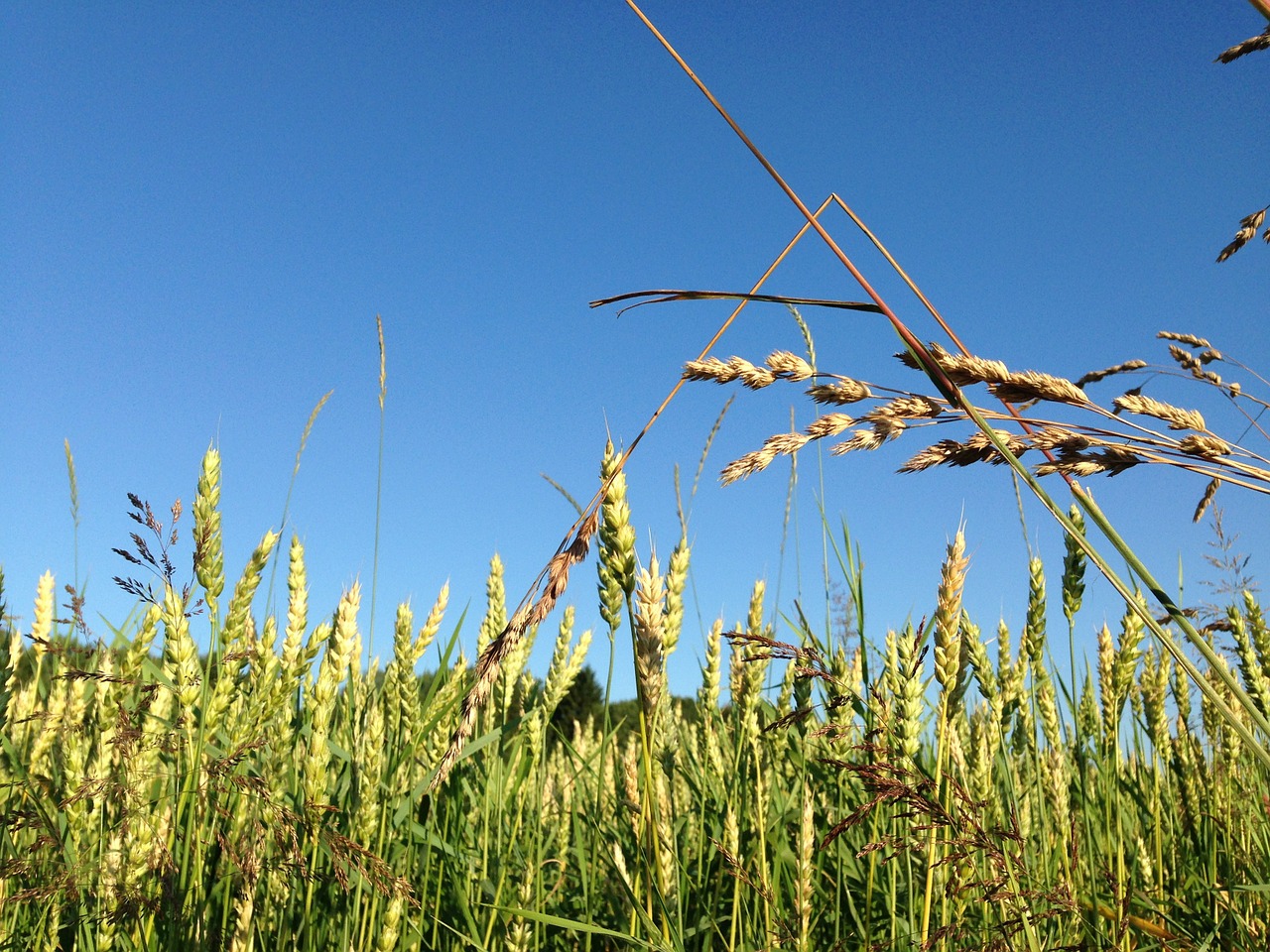 late summer field wheat free photo