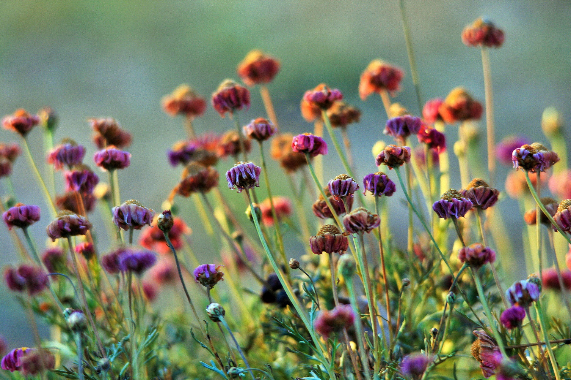 flowers rustic sun free photo