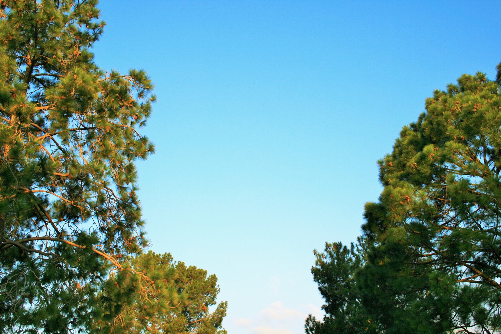 trees pine sunlight free photo