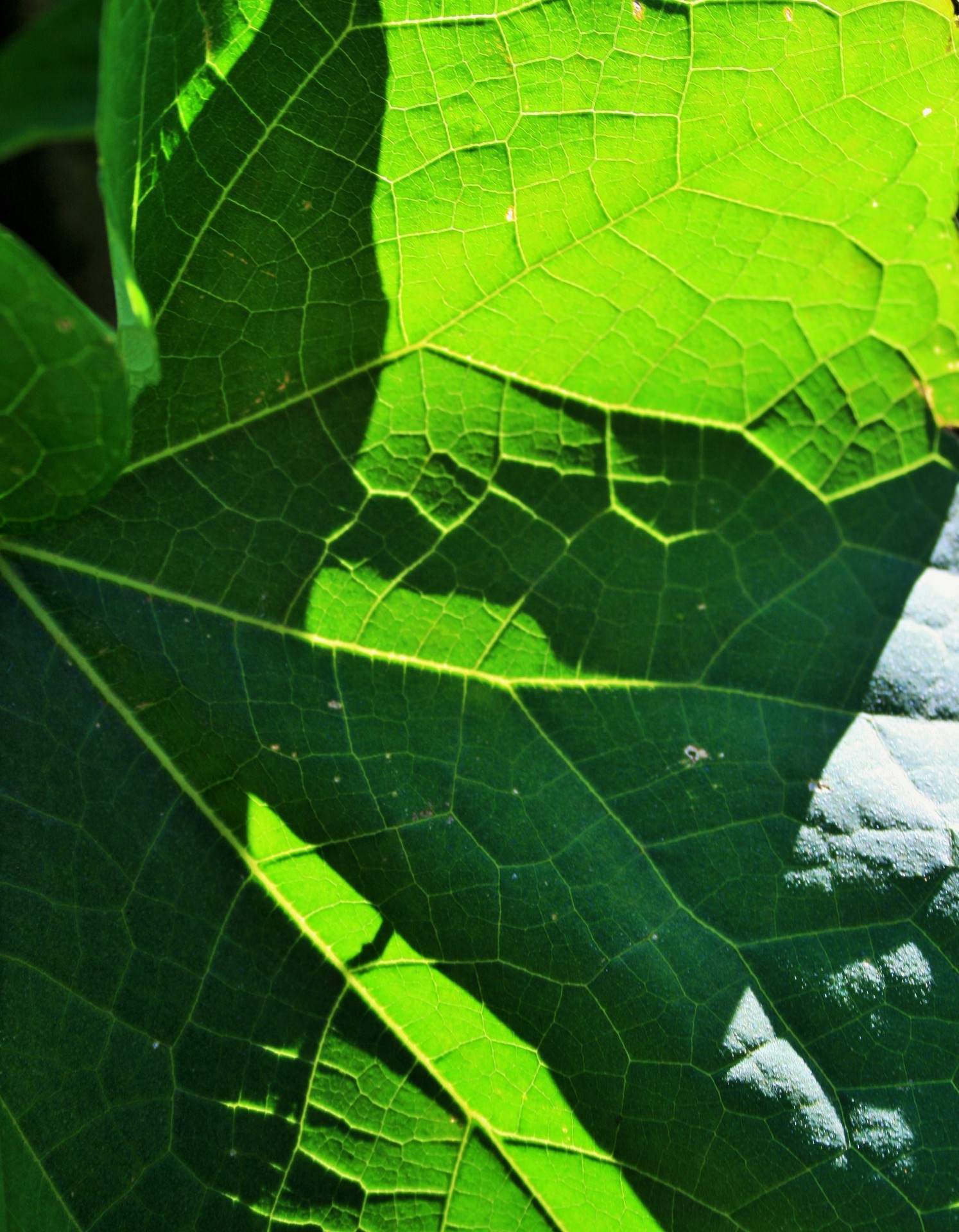 leaf large green free photo