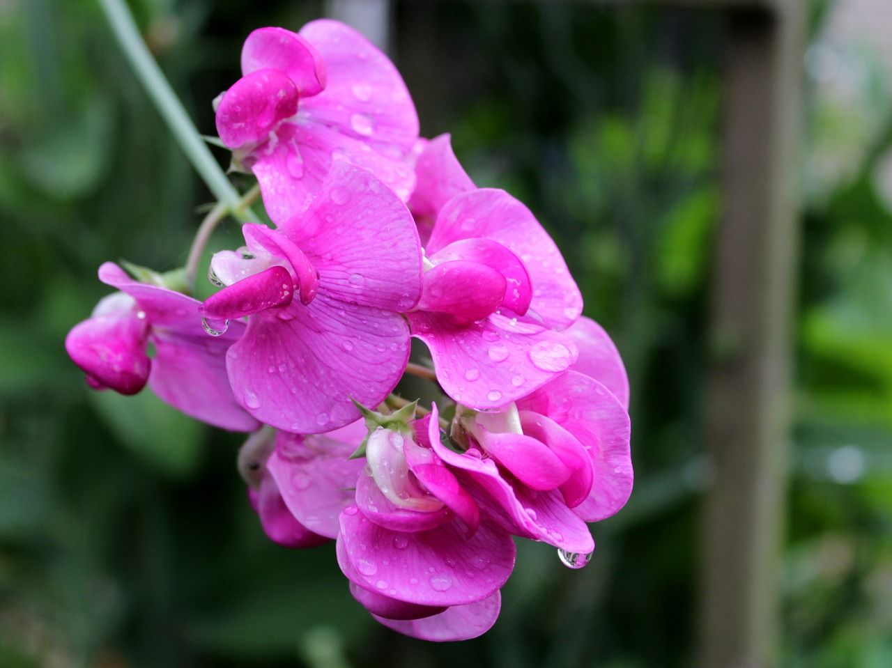 lathyrus  pronkerwt  flowers free photo