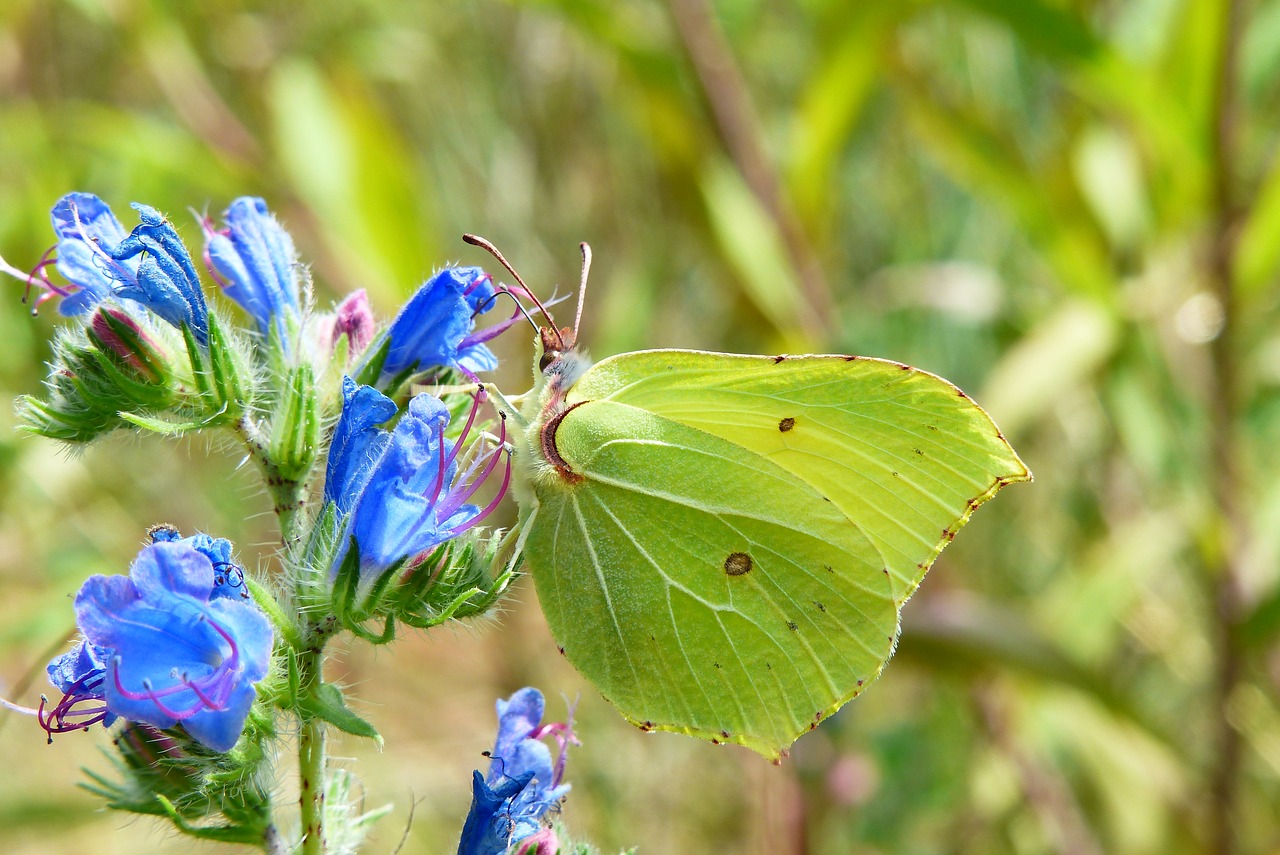 latolistek sulphur butterfly  insect  butterfly day free photo