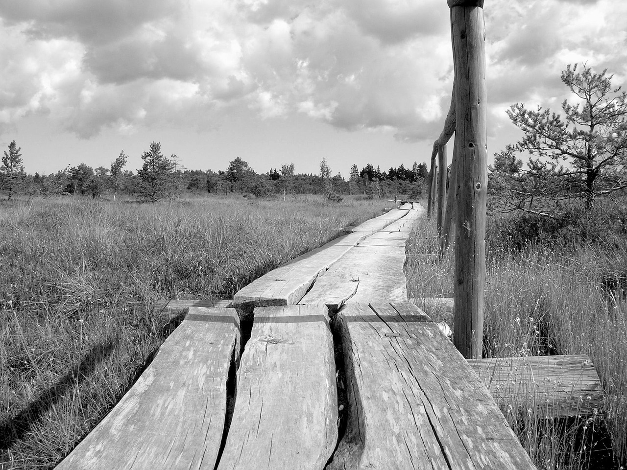 latvia in the bog black and white free photo