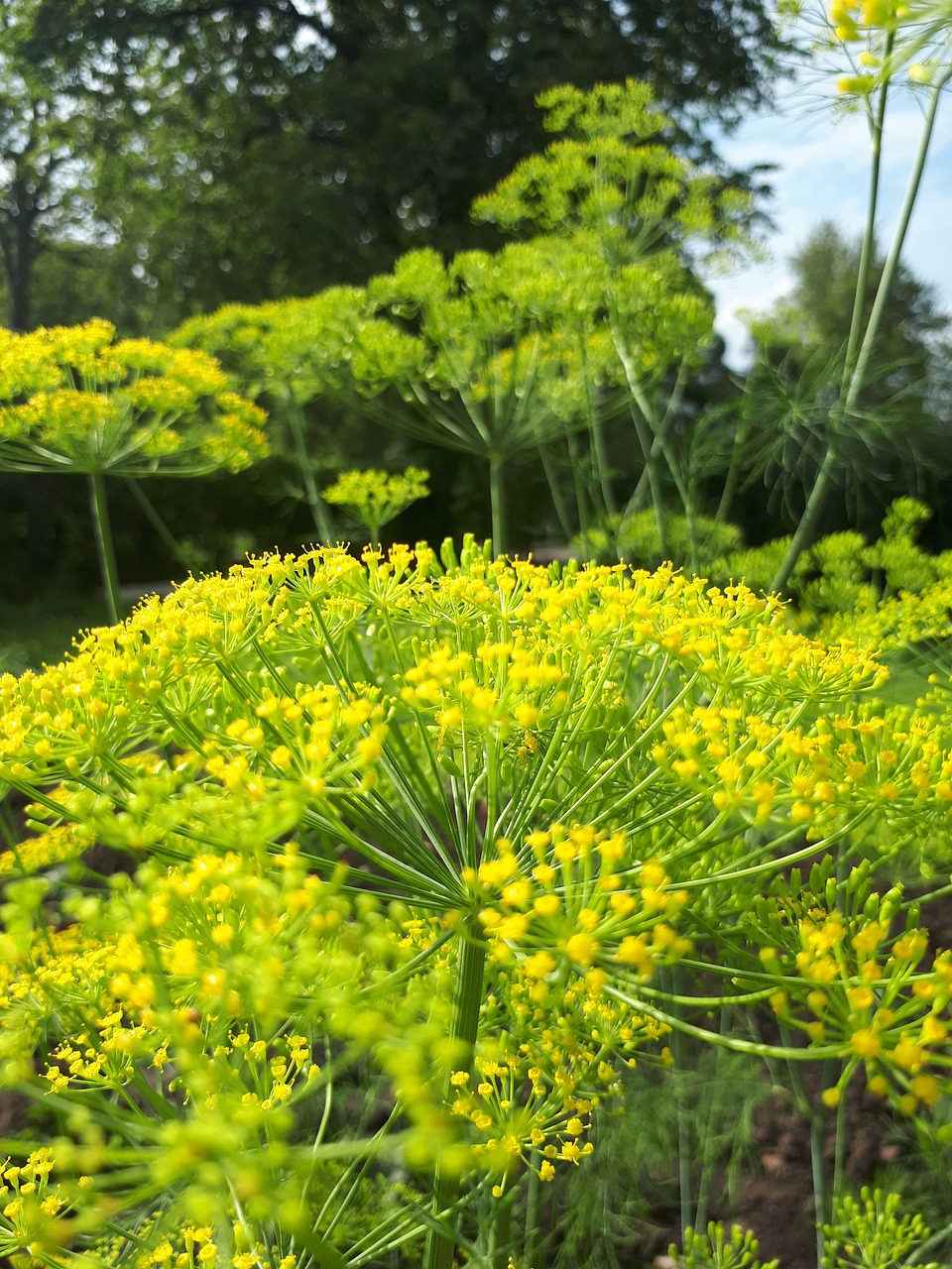 latvia  dill  food free photo