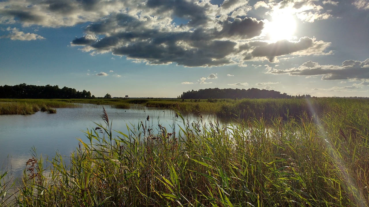 latvia  lake  swamp free photo