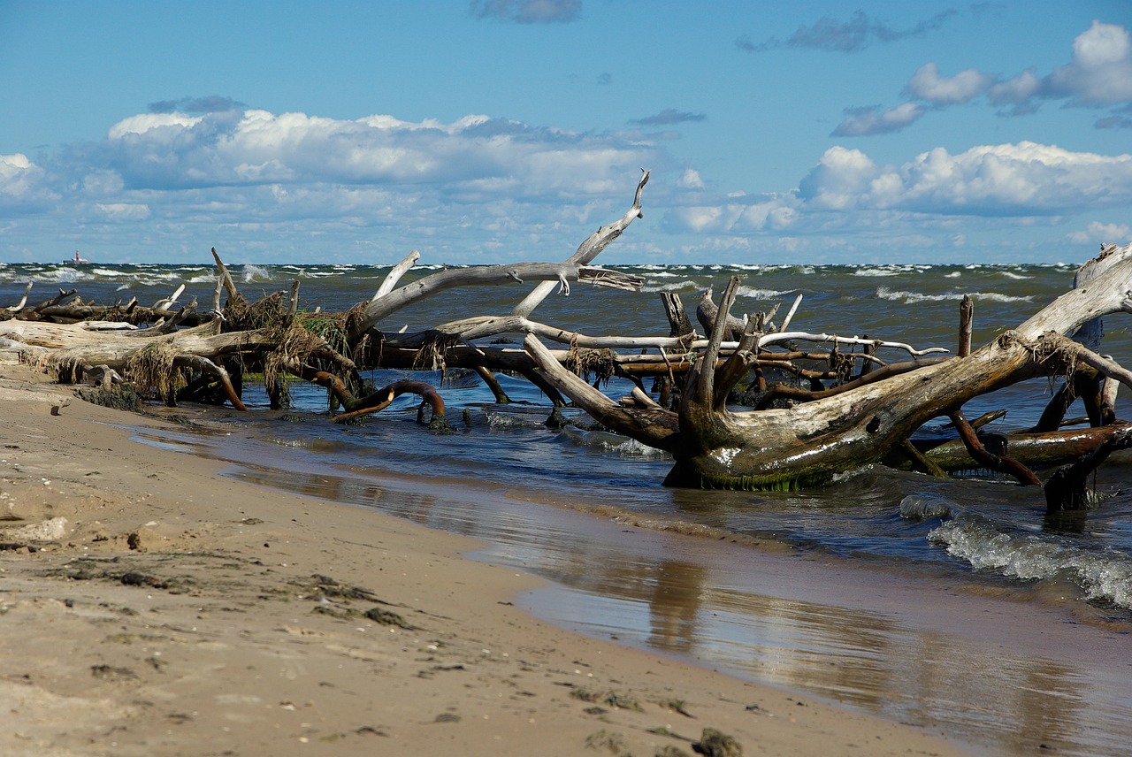 latvia cape kolka driftwood free photo