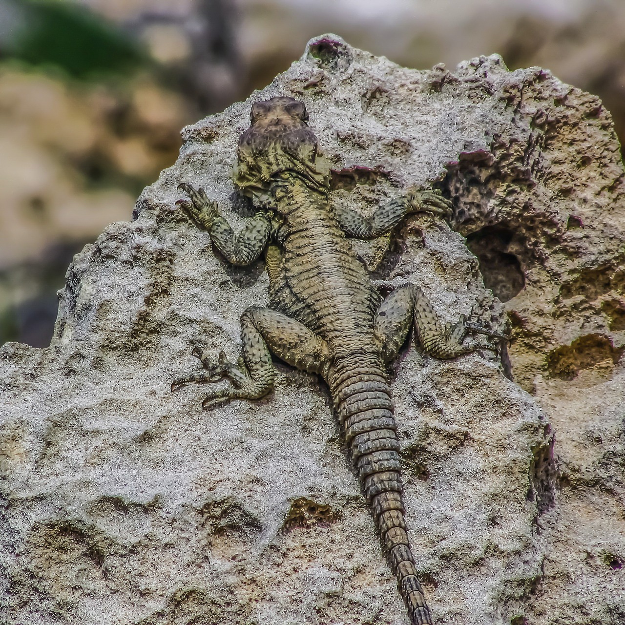 laudakia stellio cypriaca kurkutas lizard free photo