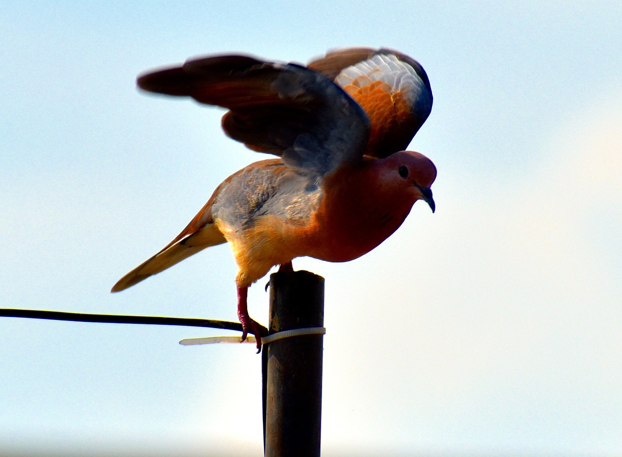 Laughing dove,indian dove,bird,about to fly,free pictures - free image ...