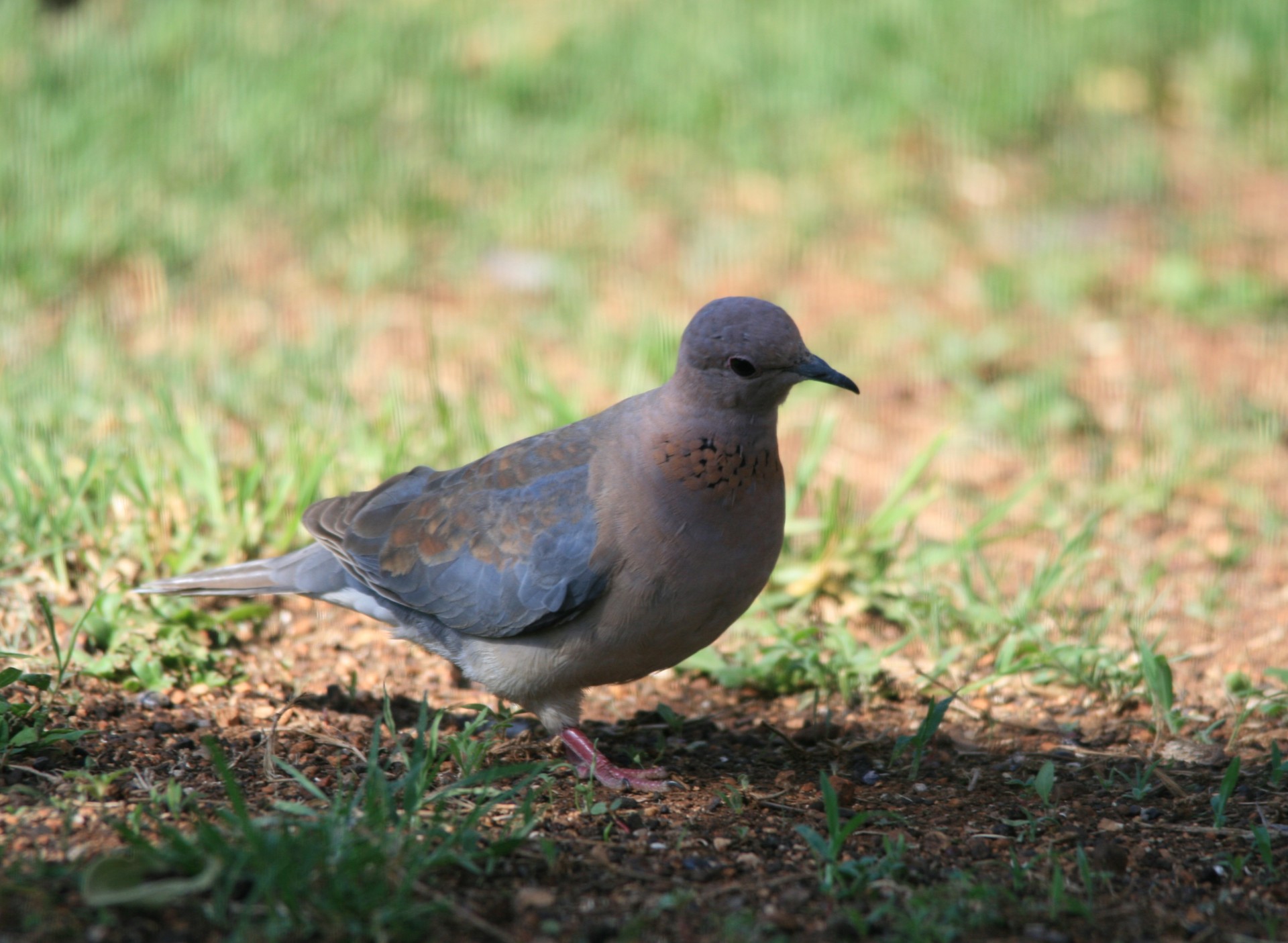 bird dove blue grey free photo