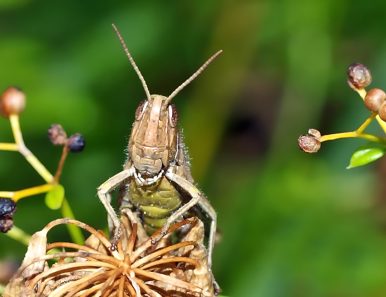 insect nature live free photo