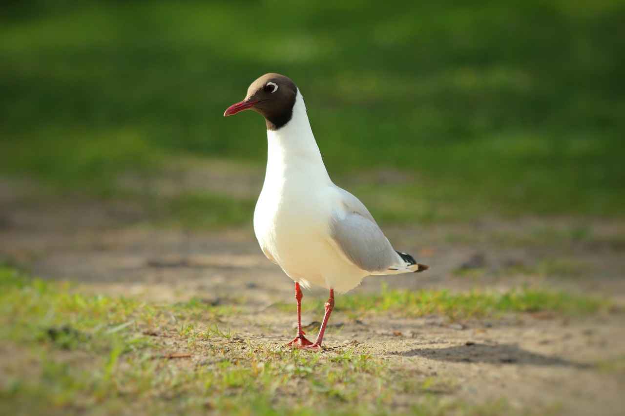 laughing gull seagull bird free photo