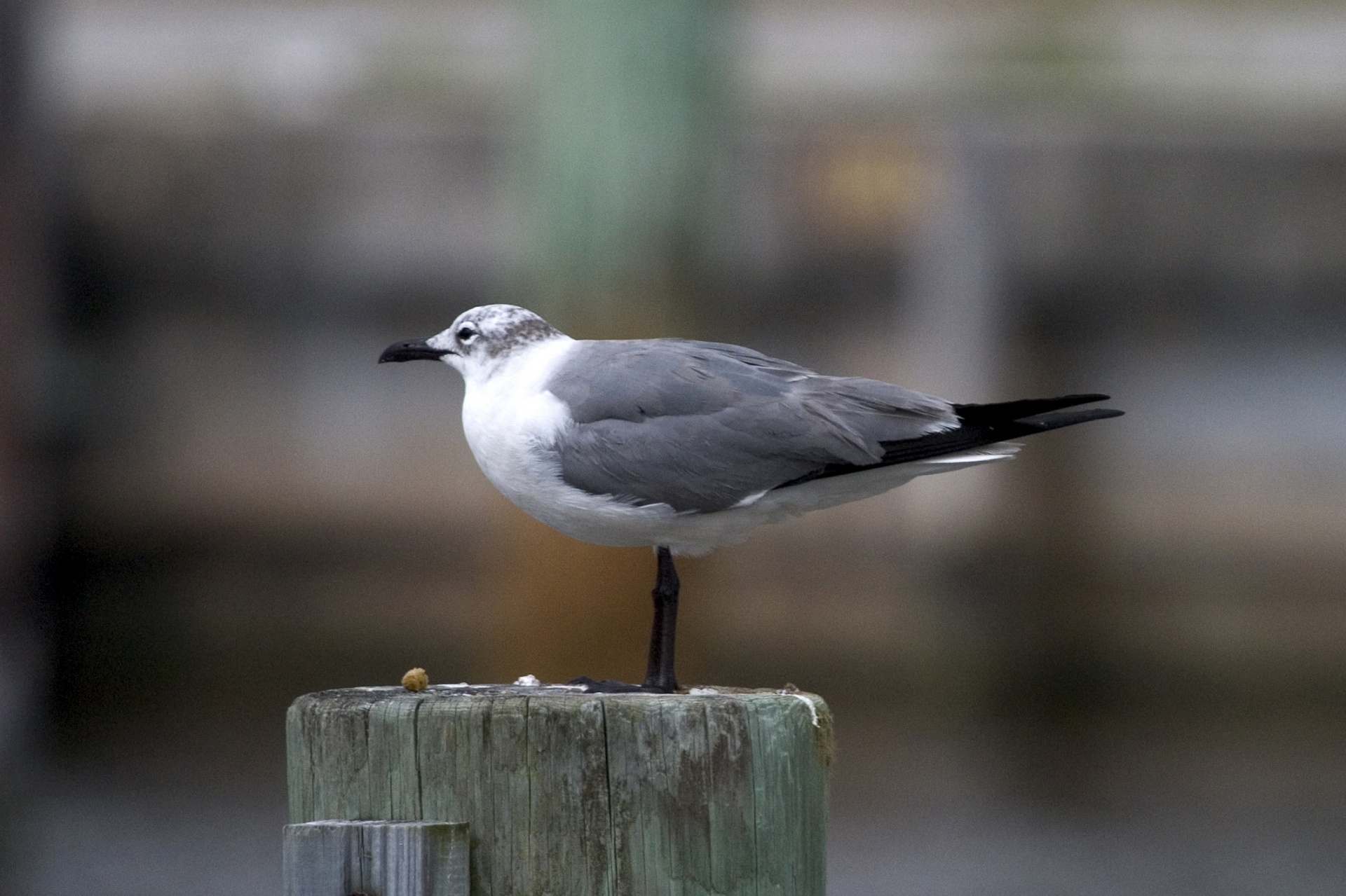 gull laughing bird free photo