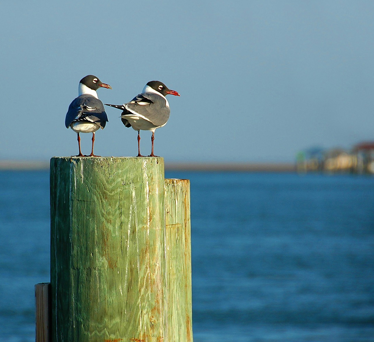 laughing gulls bird avian free photo