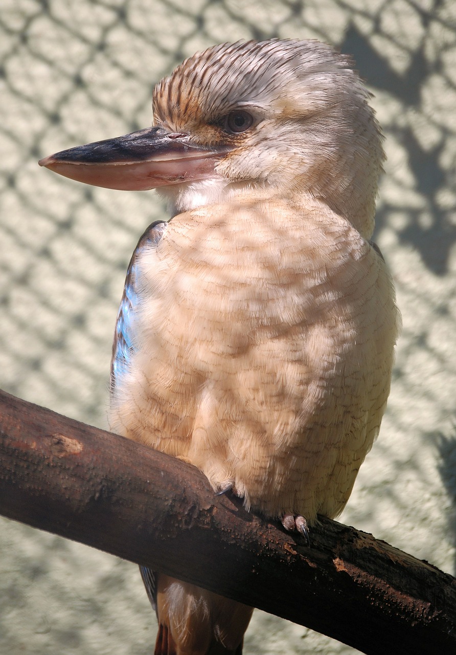 laughing jackass bird kookaburra free photo