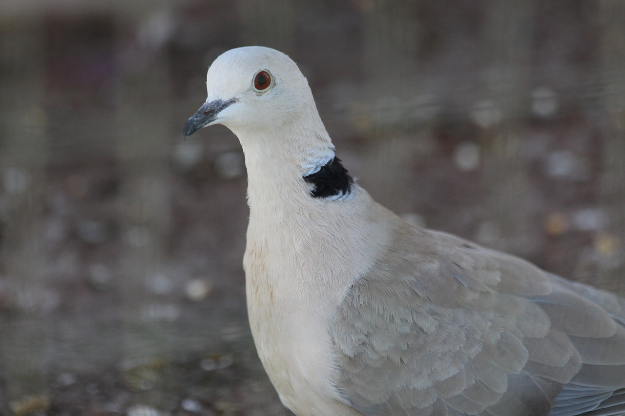 laughing turtle streptopelia roseogrisea turtle dove free photo