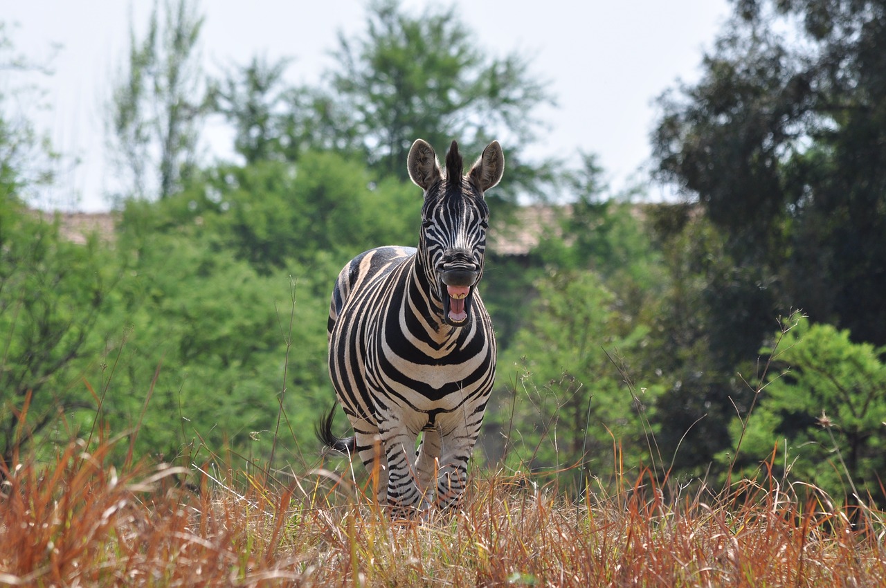 laughing zebra wildlife nature free photo