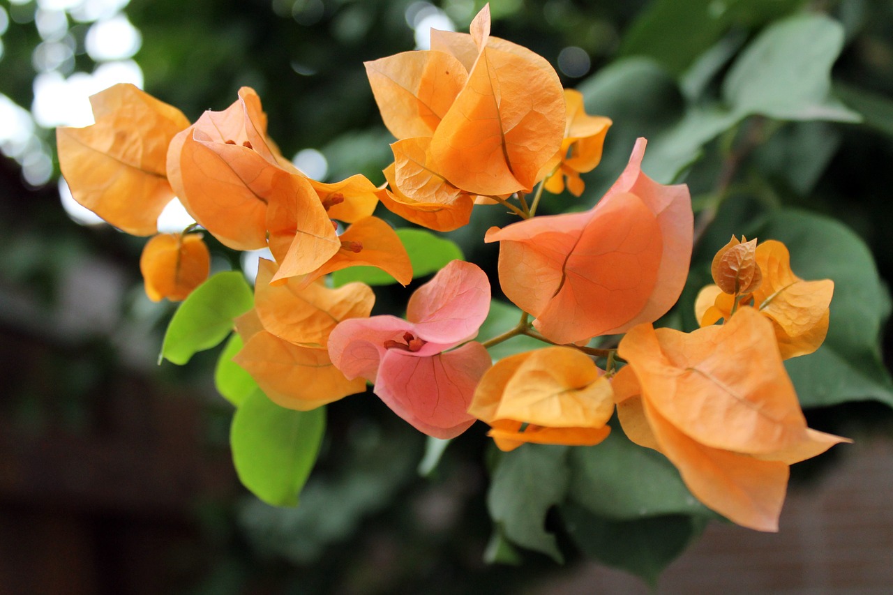 laughter meadow colorful flowers flowers free photo