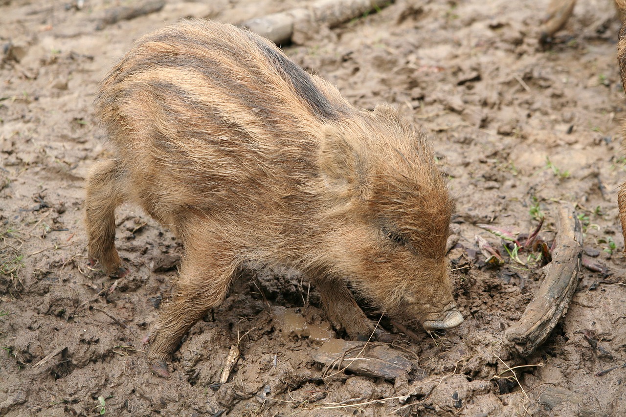 launchy boar wild boar free photo