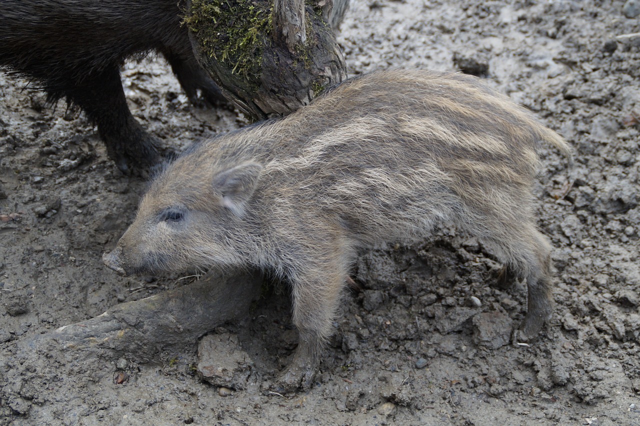 launchy boar pig free photo