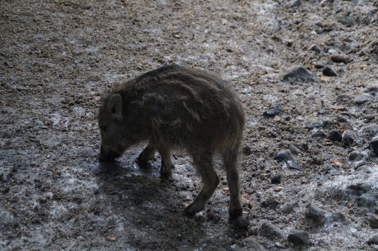 launchy foraging pig free photo