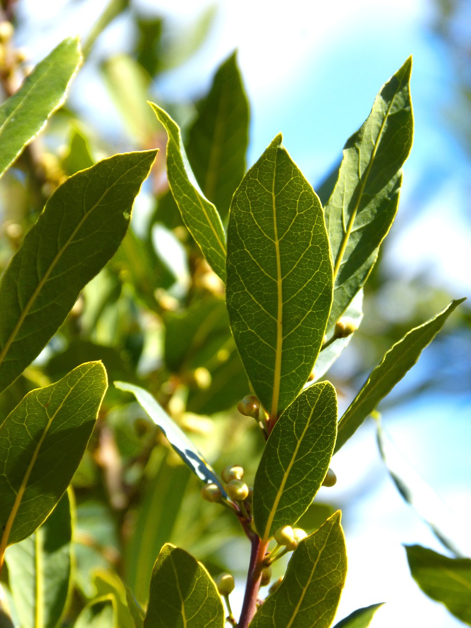 laurel leaves tree free photo