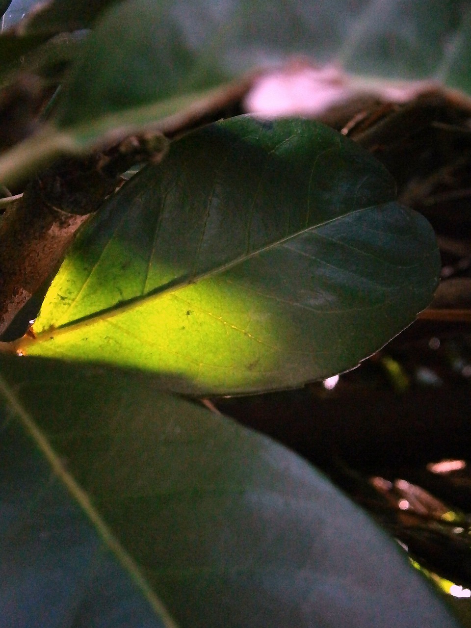 laurel leaf illuminated free photo