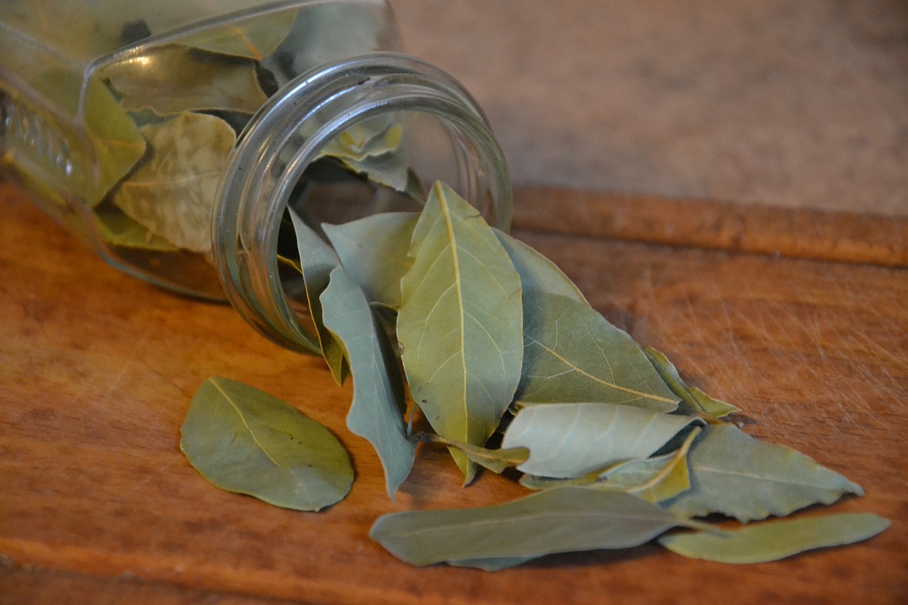laurel bay leaf spice free photo
