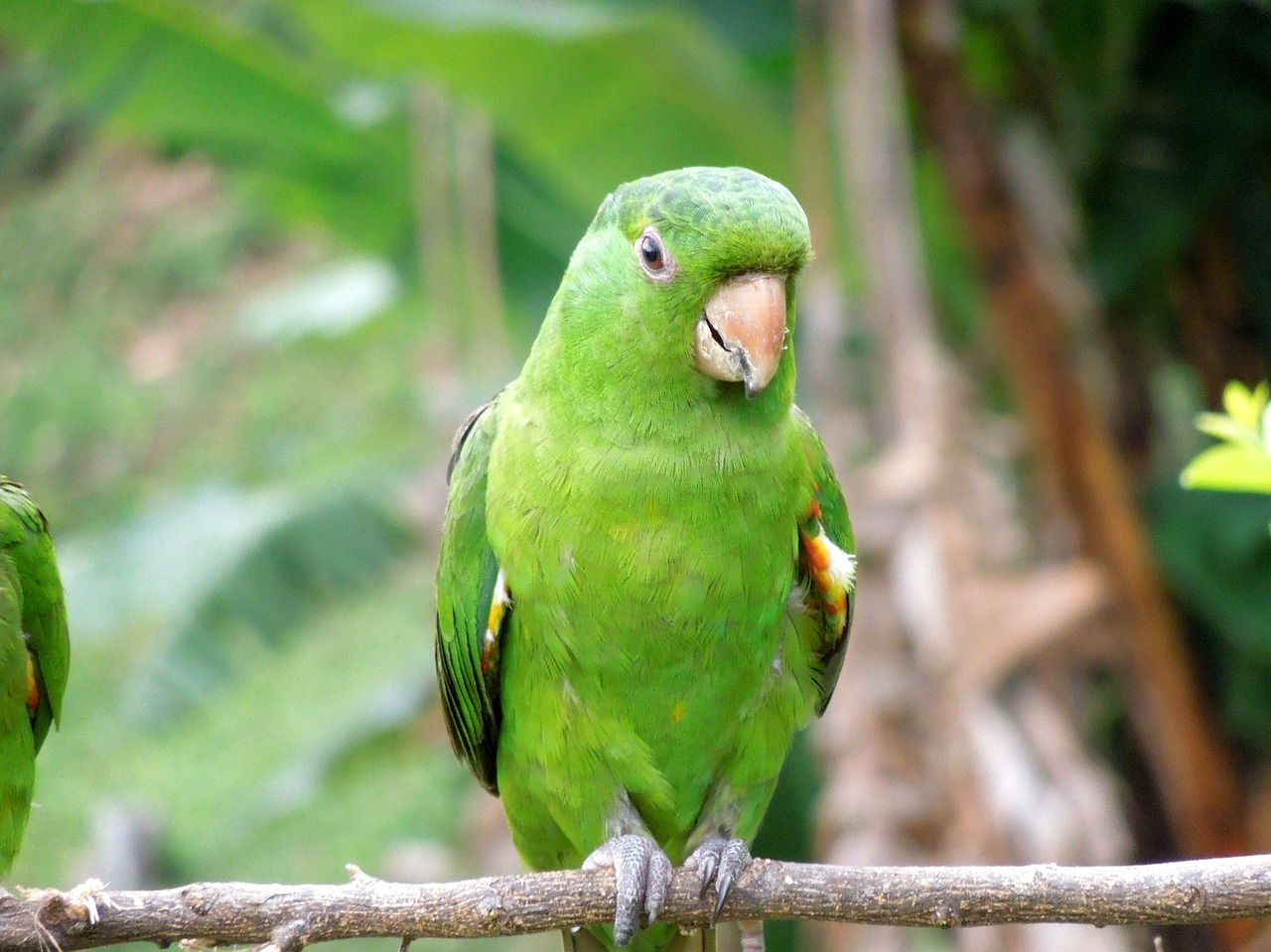 laurel maritaca parrot free photo