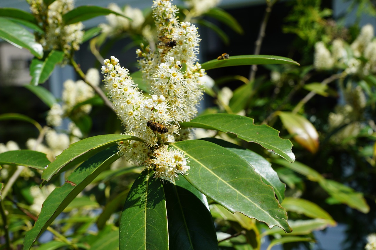 laurel bush green free photo