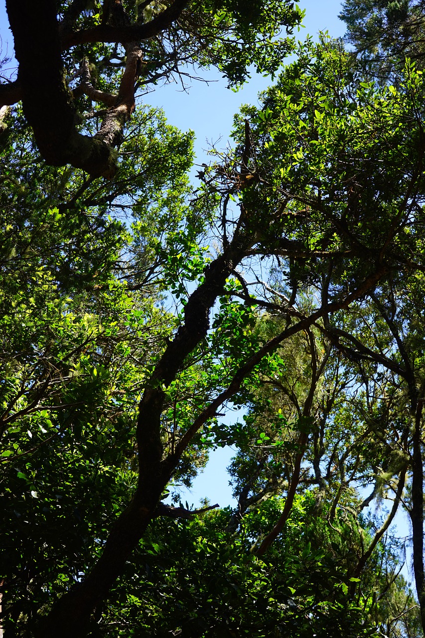 laurel forest tenerife anaga landschaftspark free photo