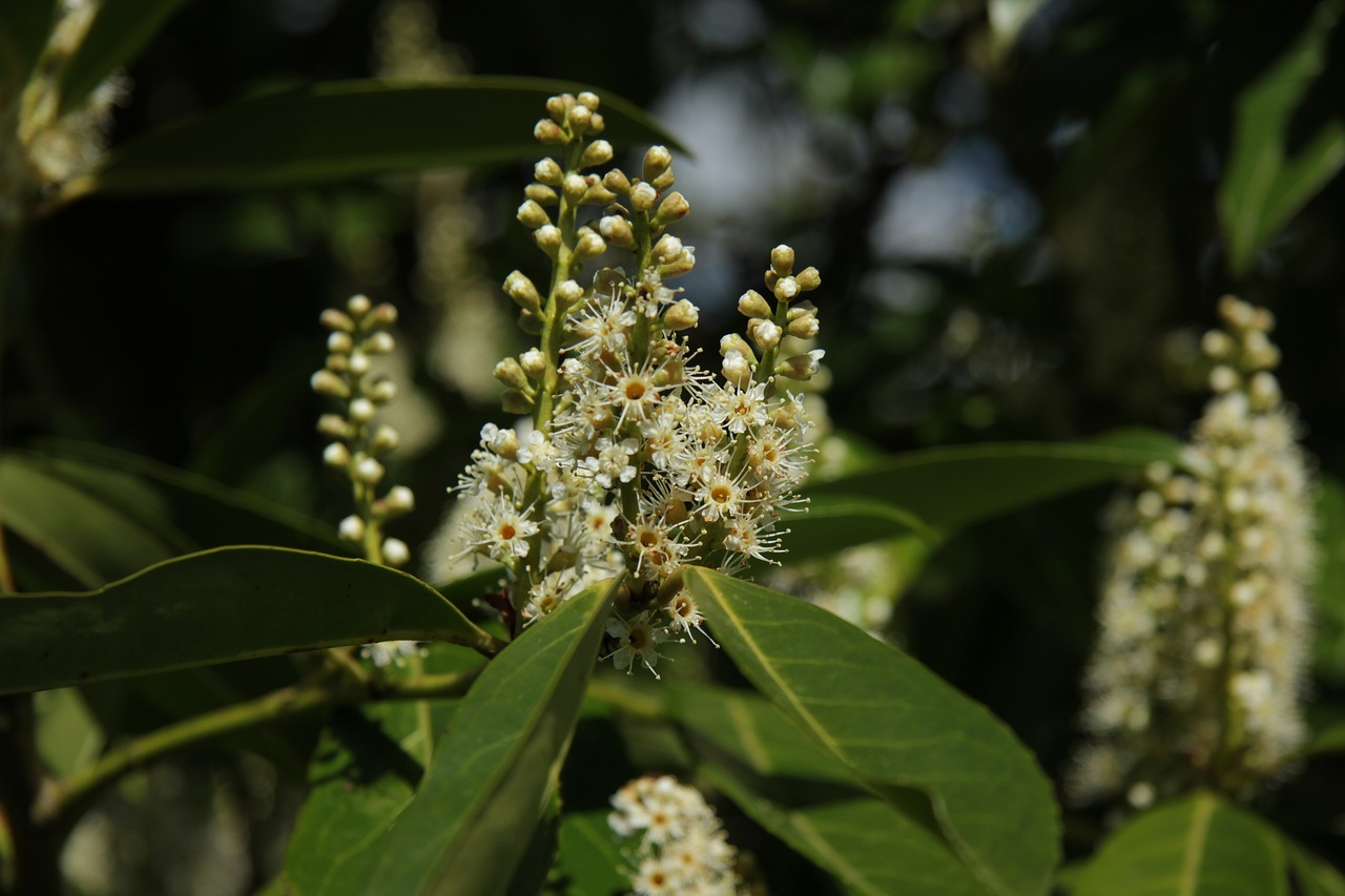 laurel tree  honey bee  garden free photo