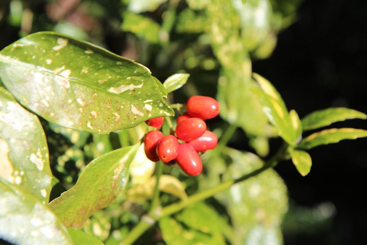 laurier  aucuba of japan  fruit free photo