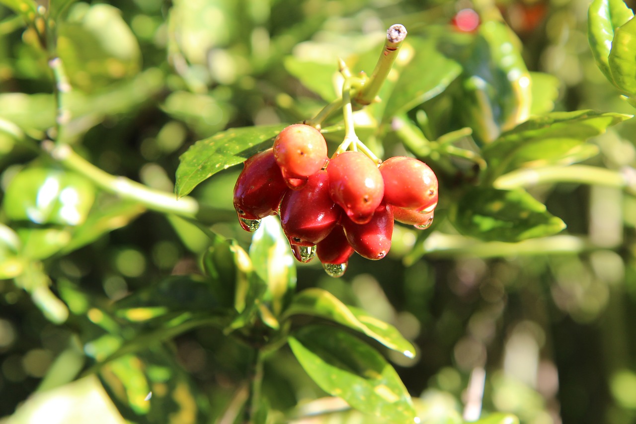 laurier  aucuba of japan  fruit free photo