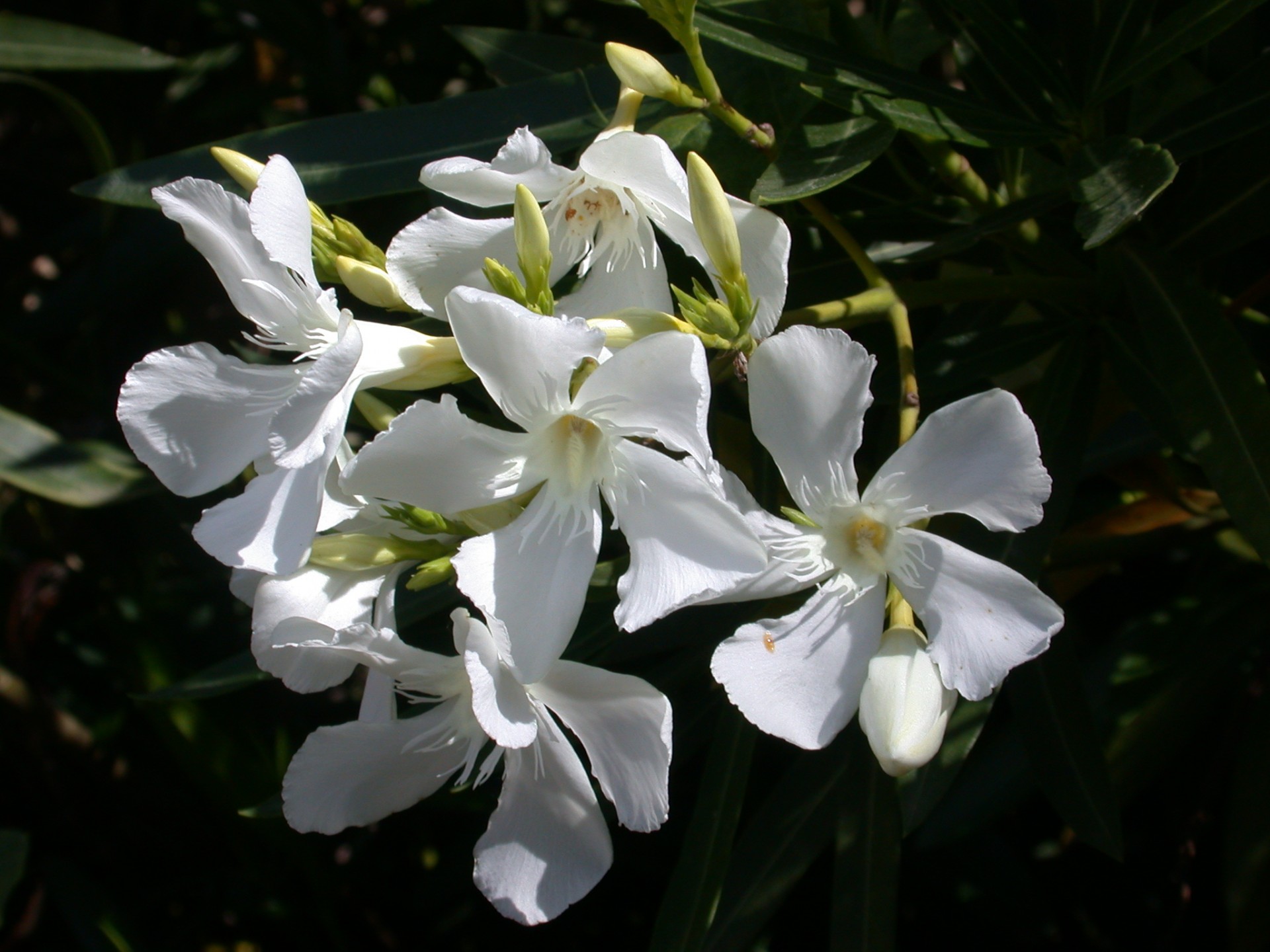 white flowers laurel toxic free photo