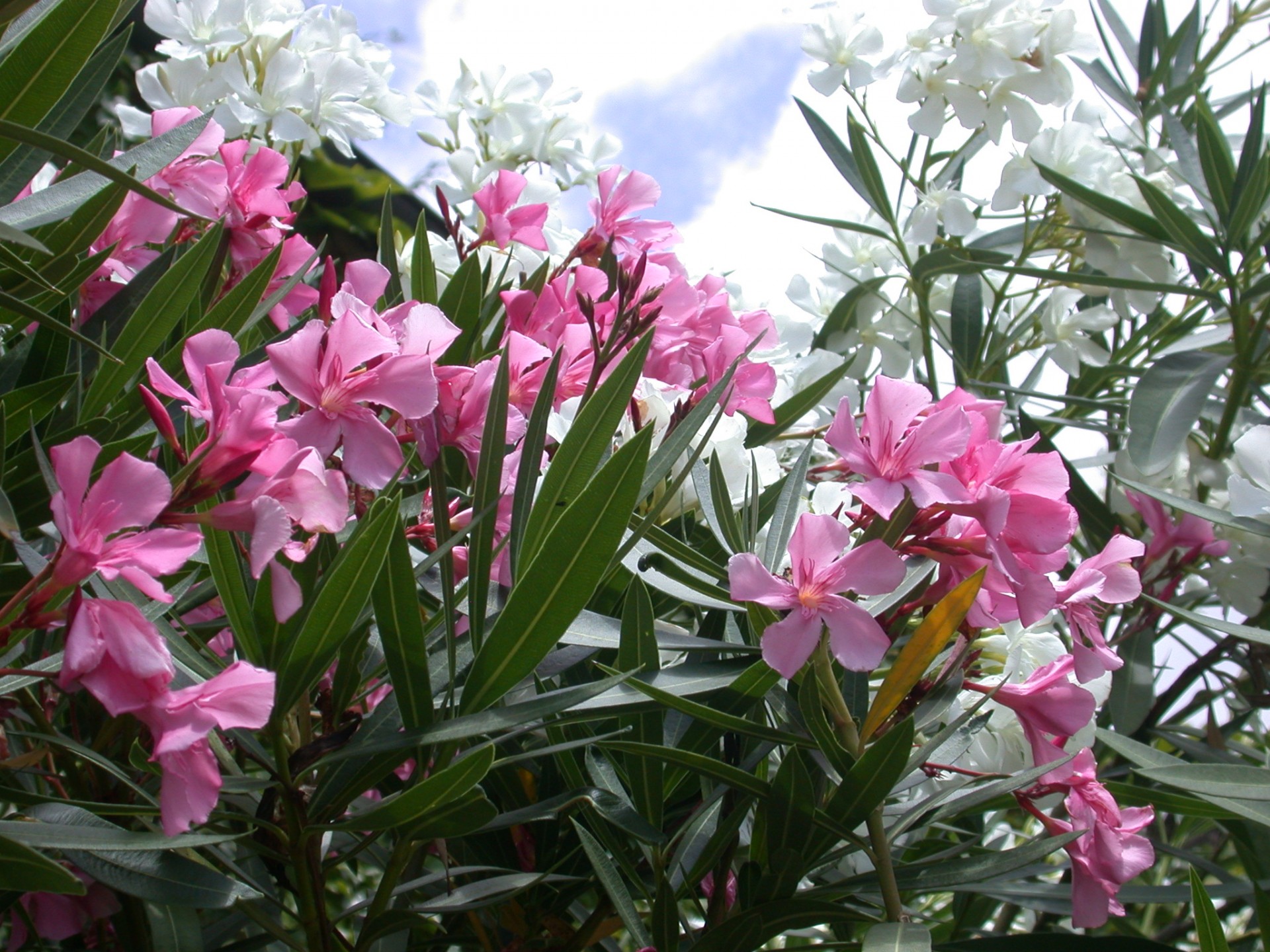 oleander white flowers pink flowers free photo